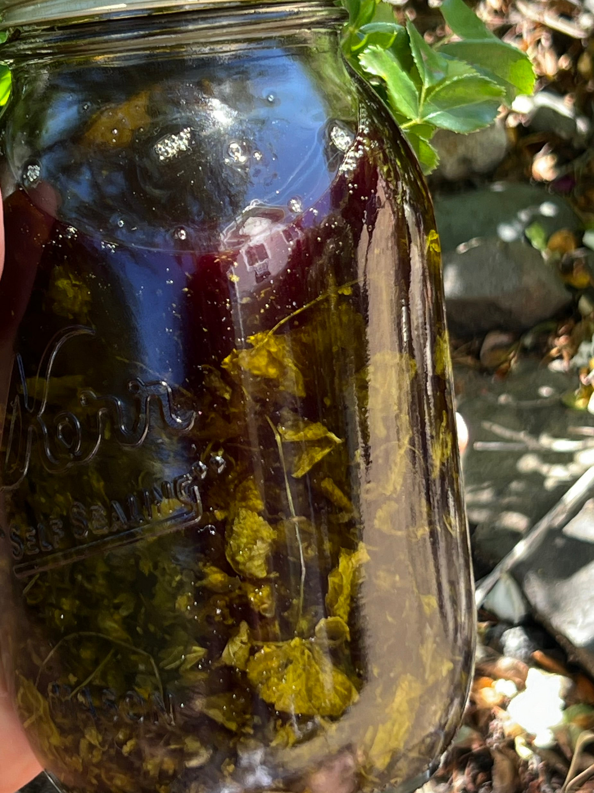 Violet Leaf Oil